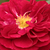 Vörös - Virágágyi floribunda rózsa - Bordeaux ®